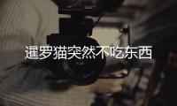 暹羅貓突然不吃東西