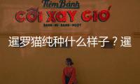 暹羅貓純種什么樣子？暹羅貓純種什么樣的好看