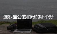暹羅貓公的和母的哪個(gè)好看(博美公的母的哪個(gè)好看)