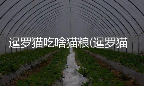 暹羅貓吃啥貓糧(暹羅貓不吃貓糧怎么辦)