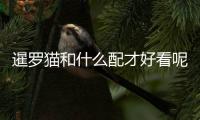 暹羅貓和什么配才好看呢？暹羅貓和什么配才好看一點