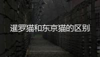 暹羅貓和東京貓的區(qū)別