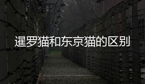 暹羅貓和東京貓的區別