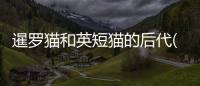 暹羅貓和英短貓的后代(美短和暹羅貓的后代)