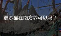 暹羅貓在南方養可以嗎？暹羅貓在南方養多久