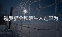 暹羅貓會和陌生人走嗎為什么？暹羅貓跟人親近嗎