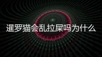 暹羅貓會亂拉屎嗎為什么(暹羅貓會亂跑嗎)
