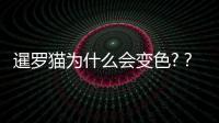 暹羅貓為什么會變色?？暹羅貓為什么會越變越黑