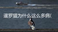 暹羅貓為什么這么多病(暹羅貓為什么容易死)