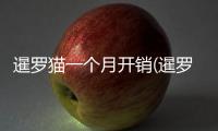 暹羅貓一個月開銷(暹羅貓一年相當于幾歲)