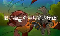 暹羅貓三個半月多少斤正常(暹羅貓幼貓1個半月怎么養(yǎng))