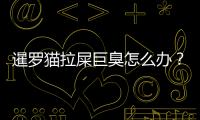 暹羅貓拉屎巨臭怎么辦？暹羅貓拉屎巨臭正常嗎