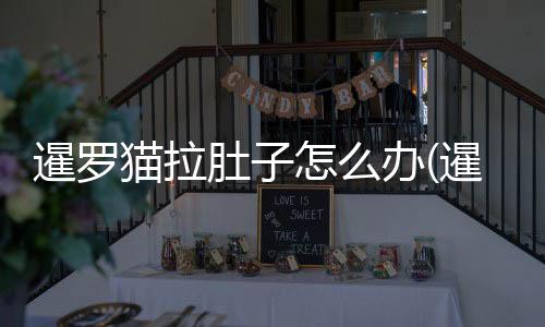暹羅貓拉肚子怎么辦(暹羅貓經常嘔吐怎么辦)