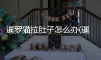 暹羅貓拉肚子怎么辦(暹羅貓經(jīng)常嘔吐怎么辦)