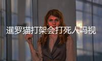 暹羅貓打架會(huì)打死人嗎視頻？暹羅貓挨揍