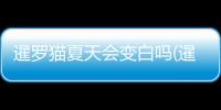 暹羅貓夏天會變白嗎(暹羅貓尾巴變白了)