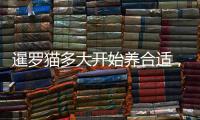 暹羅貓多大開(kāi)始養(yǎng)合適，暹羅貓養(yǎng)幾只好
