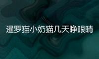 暹羅貓小奶貓幾天睜眼睛？暹羅貓小奶貓幾天睜眼正常