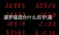 暹羅貓適合什么名字(暹羅貓適合起什么名字)