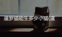 暹羅貓能生多少小貓(暹羅貓生小貓注意事項(xiàng))