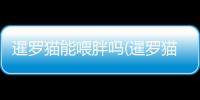 暹羅貓能喂胖嗎(暹羅貓喂不胖怎么回事)