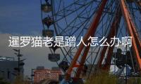 暹羅貓老是蹭人怎么辦??？暹羅貓為什么蹭來蹭去