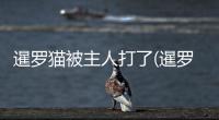 暹羅貓被主人打了(暹羅貓不愛(ài)吃飯偏瘦怎么辦)