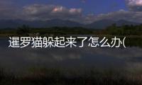 暹羅貓躲起來了怎么辦(暹羅貓躲著不出來)