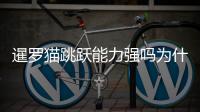 暹羅貓?zhí)S能力強嗎為什么？暹羅貓能跳多高