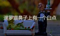 暹羅貓鼻子上有一個白點是什么？暹羅貓鼻子上有一個白點怎么回事