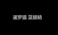暹羅貓 藍眼睛