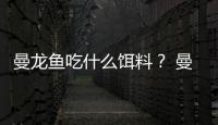 曼龍魚吃什么餌料？ 曼龍魚吃什么飼料