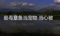 最毒章魚當寵物 當心被咬會斃命