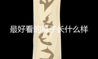 最好看的鼻子長什么樣