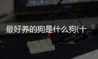 最好養的狗是什么狗(十種最好養的小型犬博美)
