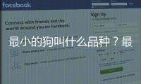 最小的狗叫什么品種？最小的狗叫什么?
