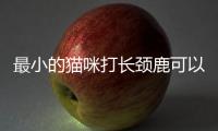 最小的貓咪打長頸鹿可以嗎？最小的大貓