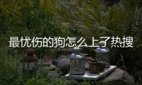 最憂傷的狗怎么上了熱搜?
