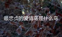 最忠貞的愛情鳥是什么鳥 這種鳥主要生活在什么環境中