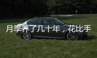月季養(yǎng)了幾十年，花比手大“賽牡丹”，養(yǎng)護(hù)好方法，要記牢！