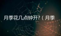 月季花幾點(diǎn)鐘開(kāi)?（月季花幾點(diǎn)鐘開(kāi)花）