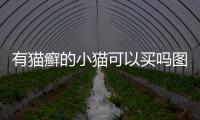 有貓癬的小貓可以買嗎圖片？貓有貓?zhí)\可以買嗎