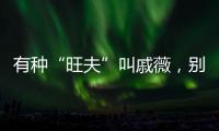 有種“旺夫”叫戚薇，別人都想方設(shè)法自己紅，她帶著老公成功出道