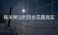 有關(guān)哭泣的百合花是真實還是虛假消息?