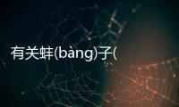 有關蚌(bànɡ)子(zǐ)紗(shā)傘(sǎn)究竟什么原因?