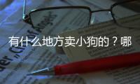 有什么地方賣小狗的？哪里有賣小狗的地方需要多少錢