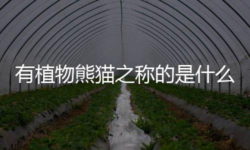 有植物熊貓之稱的是什么蘭花（有植物熊貓之稱的是什么）