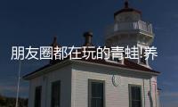 朋友圈都在玩的青蛙!養(yǎng)蛙會(huì)養(yǎng)死嗎？