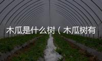 木瓜是什么樹(shù)（木瓜樹(shù)有幾種）