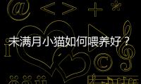 未滿月小貓如何喂養(yǎng)好？未滿月的小貓應(yīng)該吃什么